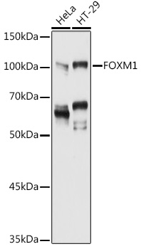 FOXM1 Antibody