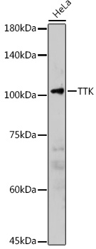 TTK Antibody