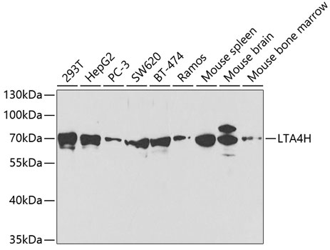 LTA4H Antibody