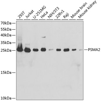 PSMA2 Antibody