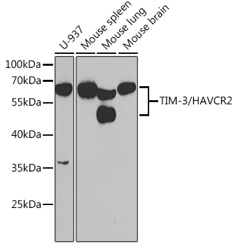 HAVCR2 Antibody