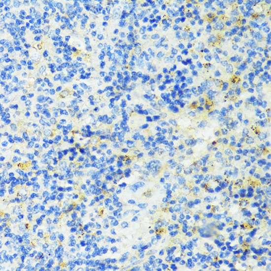 HAVCR2 Antibody