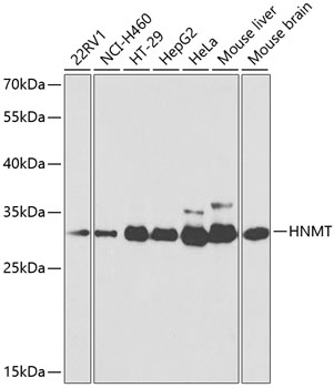 HNMT Antibody