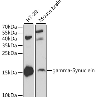 SNCG Antibody