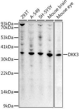 DKK3 Antibody