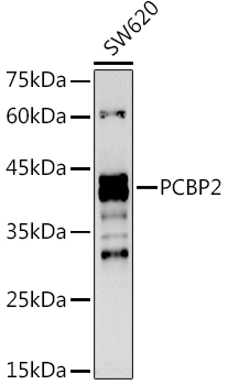 PCBP2 Antibody