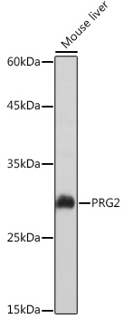 PRG2 Antibody