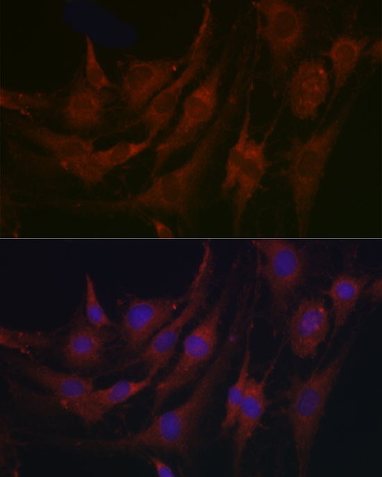 PRG2 Antibody