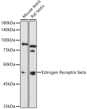 ESR2 Antibody