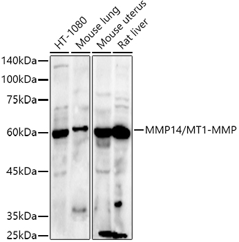 MMP14 Antibody