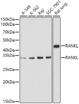 TNFSF11 Antibody