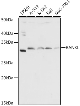 TNFSF11 Antibody