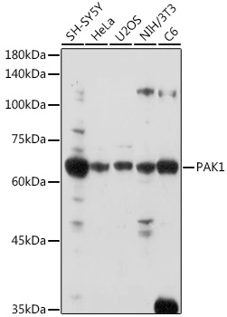 PAK1 Antibody