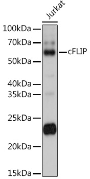 CFLAR Antibody