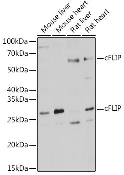 CFLAR Antibody