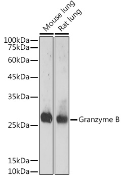 GZMB Antibody