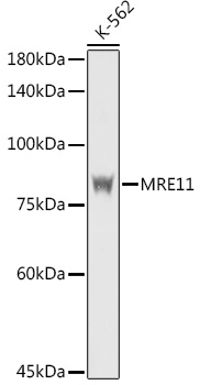 MRE11A Antibody