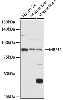 MRE11A Antibody