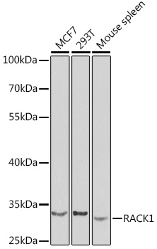 GNB2L1 Antibody