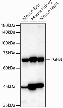 TGFBI Antibody