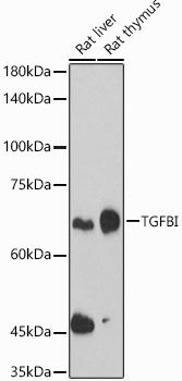 TGFBI Antibody