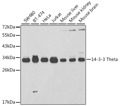 YWHAQ Antibody