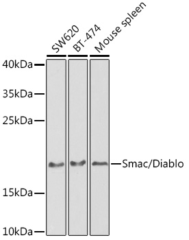 DIABLO Antibody