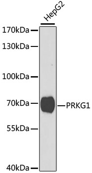 PRKG1 Antibody