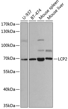 LCP2 Antibody