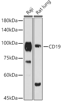 CD19 Antibody