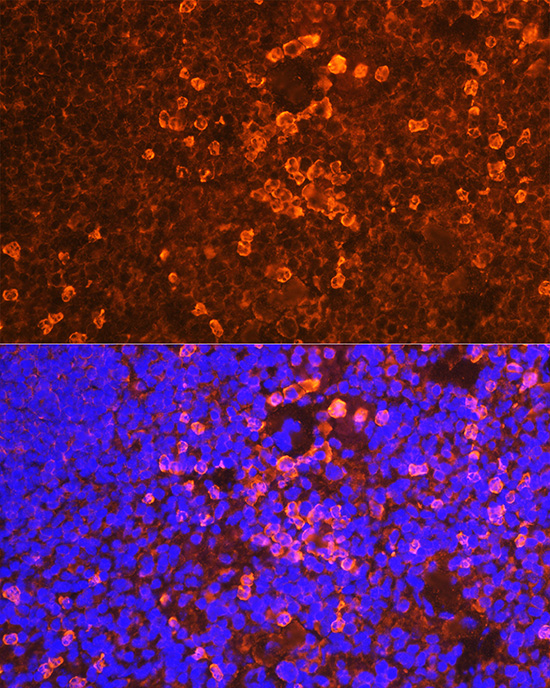 CD19 Antibody