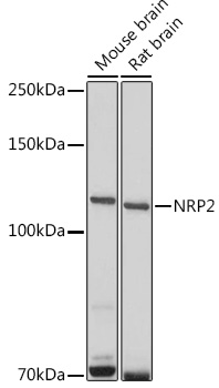 NRP2 Antibody