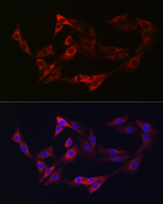 NRP2 Antibody