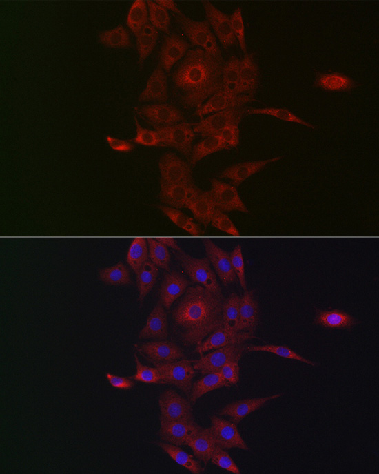 NRP2 Antibody