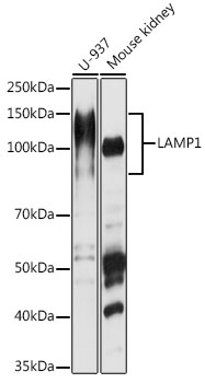 LAMP1 Antibody