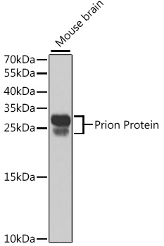 PRNP Antibody