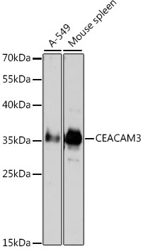 CEACAM3 Antibody