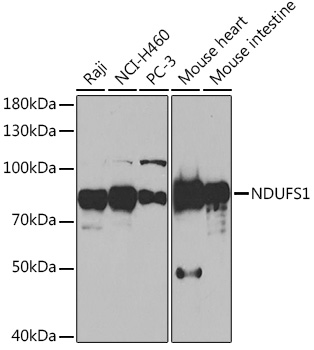 NDUFS1 Antibody