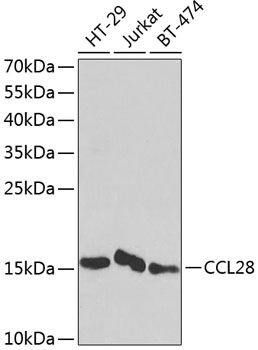 CCL28 Antibody