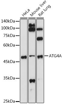 ATG4A Antibody