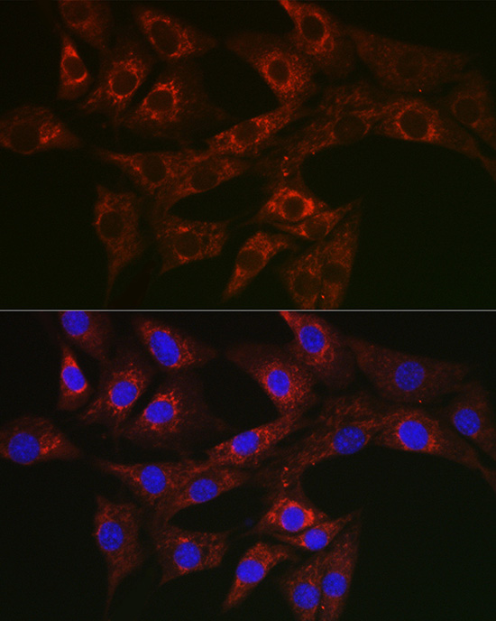 ATG4A Antibody