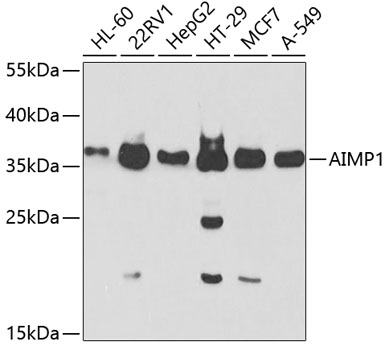 AIMP1 Antibody