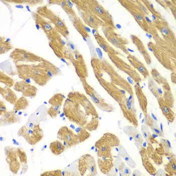 AIMP1 Antibody