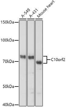 C10orf2 Antibody