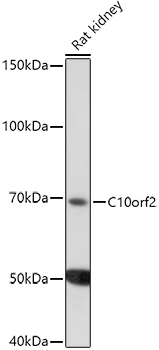 C10orf2 Antibody