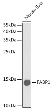 FABP1 Antibody