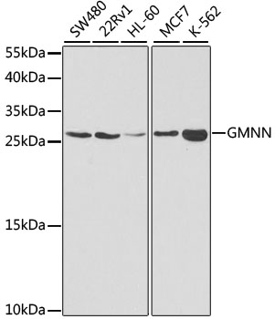 GMNN Antibody