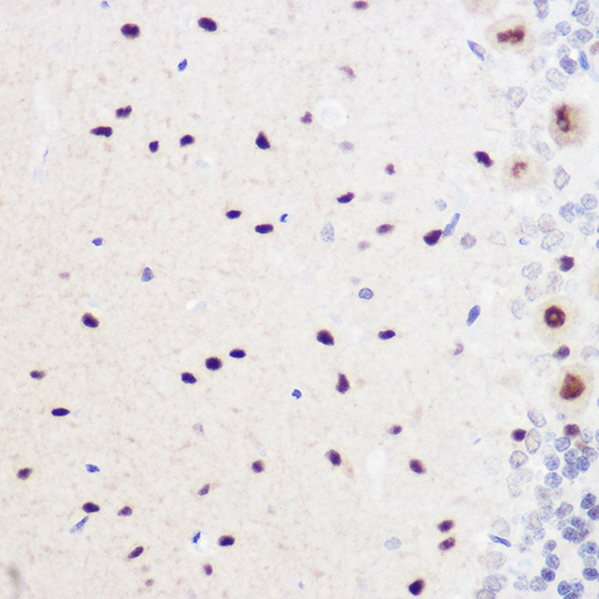 GMNN Antibody