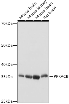 PRKACB Antibody