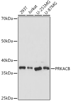 PRKACB Antibody